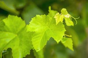 una rama con hojas de vino verde en el bosque foto