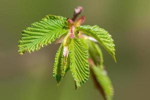 one branch with green beech leaves in the forest photo