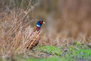 a pheasant rooster in a field photo