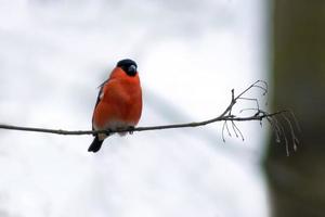 a male bullfinch sits on a branch and looks for food photo