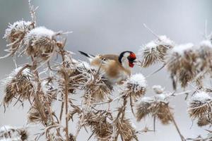 a goldfinch sits on a snowy thistle and looks for food photo