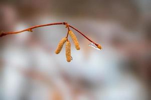 many brown hazelnut flowers on a branch in winter photo