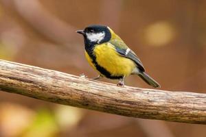 a great tit sits on a branch photo