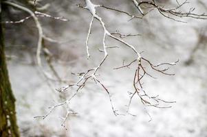 una rama cubierta de nieve en el bosque de invierno foto