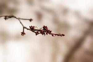 many fresh buds on a branch photo