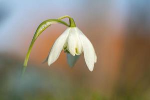 one blossom of a snowdrop in spring photo
