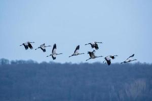 several cranes fly in the sky photo