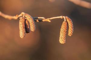 many brown hazelnut flowers on a branch photo