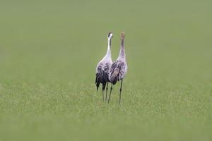 two cranes stands on a green field photo