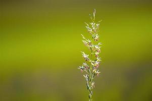 a green blossom of grass in summer photo