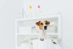 Indoor shot of pedigree dog in laundry basket with white linen in bathroom, console with folded towels, iron and detergents in background photo