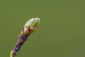 many fresh buds on a branch photo