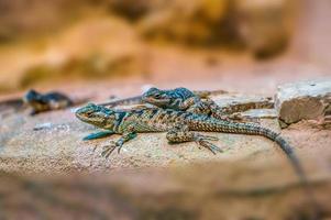 2 lizards is sitting on a rock photo