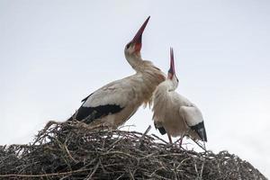 a white stork pair on in its nest photo