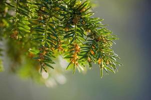 one green branch of a yew tree in the forest photo