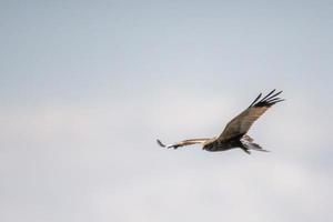 a red kite flies in the sky looking for prey photo