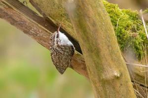 a treecreeper looks for insects on an old tree photo