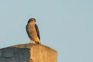 a sparrowhawk sits on a roof and looks for prey photo