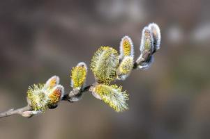 many blossoms on a branch of an willow tree photo