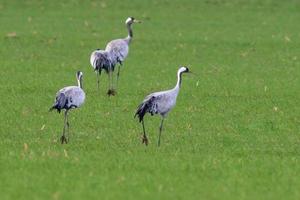 tres grúas se encuentran en un campo verde foto