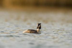 un somormujo lavanco nada en un lago foto