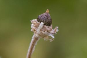 una flor marchita en un prado foto