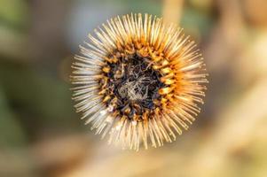 an blossom of a burdock in autumn photo