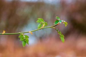 one branch with green leaves in the forest photo