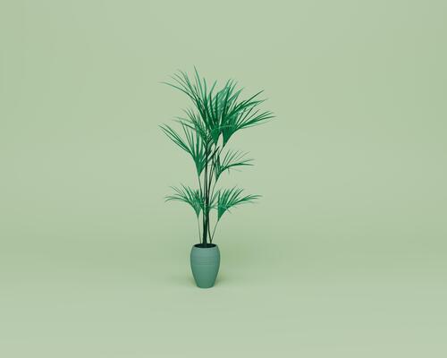 Potted Palm Stock Photos, Images and Backgrounds for Free Download