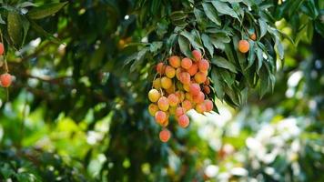 red and sweet lychee image photo