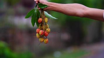 red and sweet lychee in hand photo