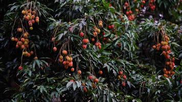 red and sweet lychee on tree photo