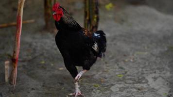 gallinas de corral. foto