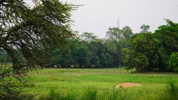 green park in rural area image of bihar photo