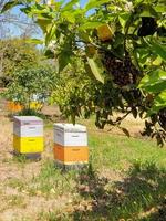 A swarm of bees on the branches of a tree and bee hives in the backgorund in an orchard in Akamas Peninsula, Cyprus. photo