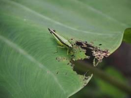 saltamontes verdes, saltamontes, langostas comen hojas en el jardín foto