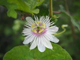 primer plano de la pasiflora fétida, la pasiflora escarlata, la pasiflora apestosa, la pasiflora foetida en el jardín foto