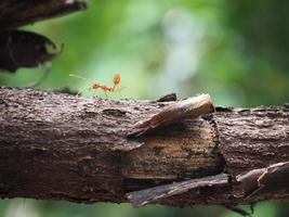 hormiga roja o oecophylla smaragdina caminando sobre el árbol foto
