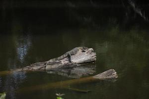 amphibians perched on a log photo