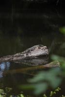 amphibians perched on a log photo