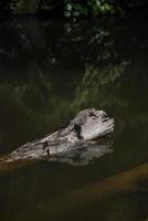 amphibians perched on a log photo