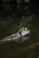 amphibians perched on a log photo