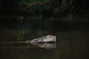 anfibios posados en un tronco foto