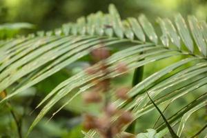 beautiful nature green leaves photo