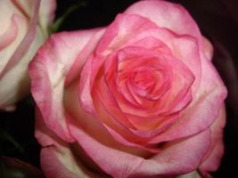 Flowers for gifts for the holiday close-up photo