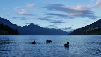 les canards colverts nagent au lac wakatipu, queenstown, île du sud video