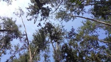 floresta de pinheiros em kulim. video