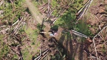 l'escavatore libera la palma da olio in malesia, sud-est asiatico. video