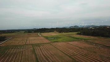 Aerial follow tracking flock of egrets bird fly in the paddy field video