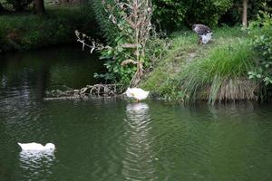 the poitevin marsh photo